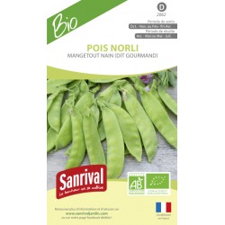 Graines de Pois Norli Mangetout