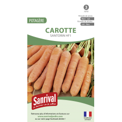 Carotte Santorin HF1