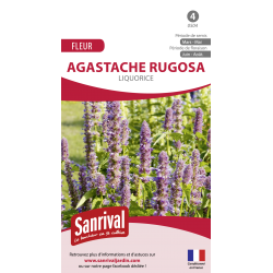 graines d'agastache Rugosa Liquorice