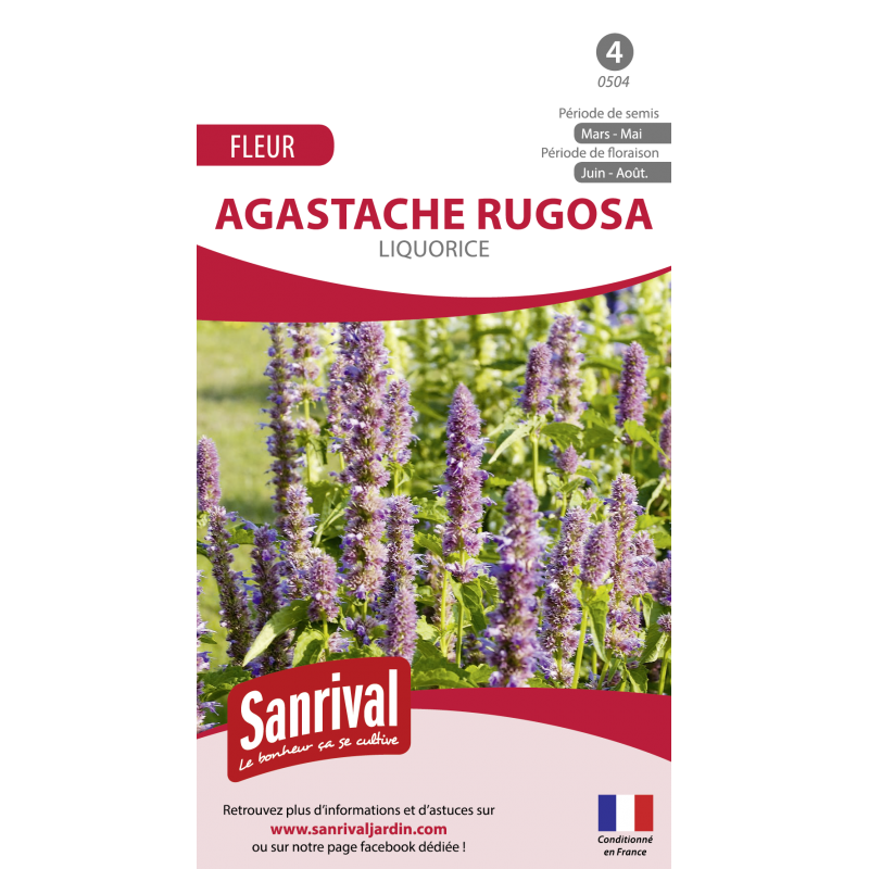 graines d'agastache Rugosa Liquorice graines d'agastache Rugosa Liquorice