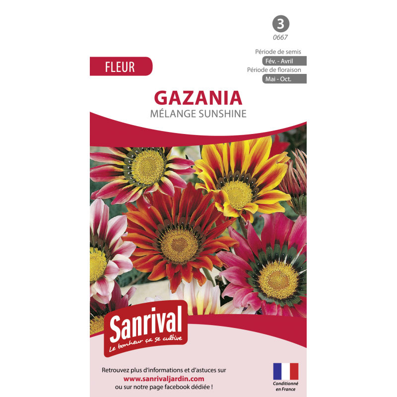 graines de gazania graines de gazania