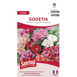 Godetia double à fleurs...