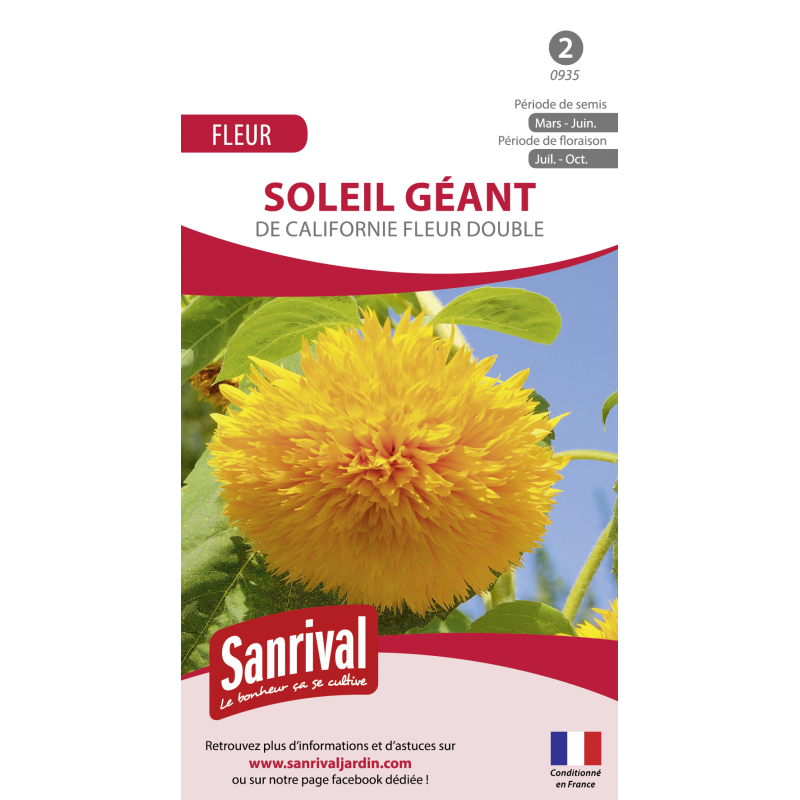 Graines de Soleil géant de Californie fleur double Graines de Soleil géant de Californie fleur double