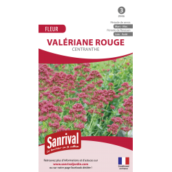 Graines de Val&eacute;riane rouge centranthe