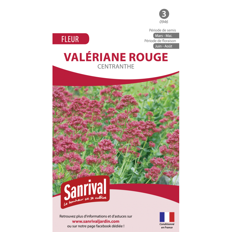 Graines de Valériane rouge centranthe Graines de Valériane rouge centranthe