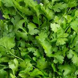 herbe aromatique coriandre herbe aromatique coriandre