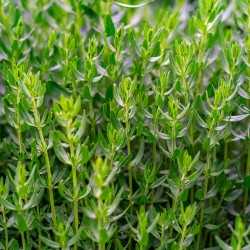 herbe aromatique thym frais herbe aromatique thym frais