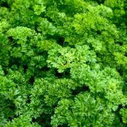 Persil frisé vert foncé ou double Persil frisé vert foncé ou double