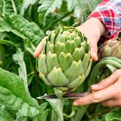 jardinier récoltant un artichaut gros vert de Laon dans un jardin potager jardinier récoltant un artichaut gros vert de Laon dans un jardin potager