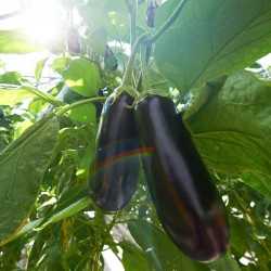 Aubergine Baluroi F1 mûres sur un plant d'aubergine dans un jardin potager Aubergine Baluroi F1 mûres sur un plant d'aubergine dans un jardin potager