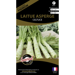 Laitue asperge Celtuce