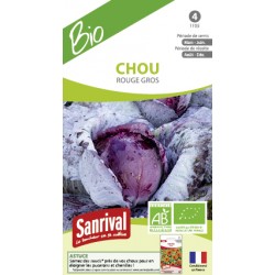 Chou rouge gros bio