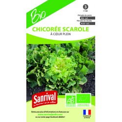 Chicor&eacute;e scarole &agrave; coeur plein bio