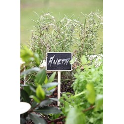 Etiquette en bois et ardoise dans un potager Etiquette en bois et ardoise dans un potager