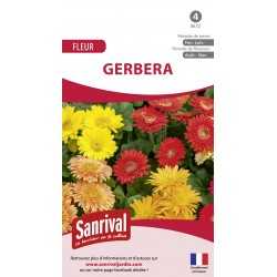 Gerbera