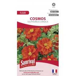 COSMOS SULPHUREUS CARIOCA