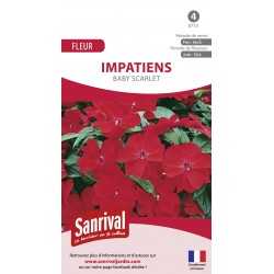 IMPATIENS BABY SCARLET