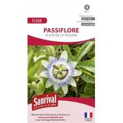 Passiflore (Fleur de la passion)