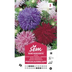 Graines de Reine marguerite...