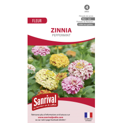 Zinnia Peppermint