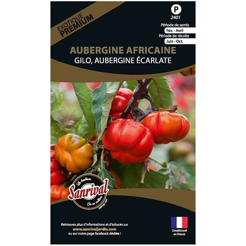 Graines d'Aubergine Africaine Gilo Ecarlate Graines d'Aubergine Africaine Gilo Ecarlate
