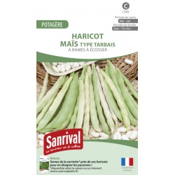 Haricot Ma&iuml;s Type Tarbais