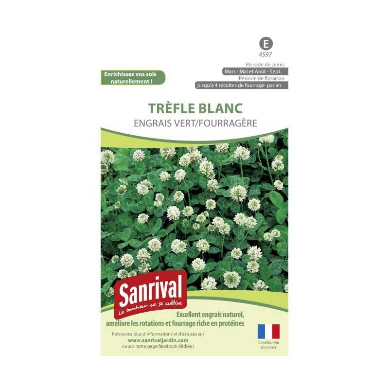 Trèfle Blanc Engrais vert Fourragère Trèfle Blanc Engrais vert Fourragère