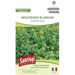 Moutarde blanche