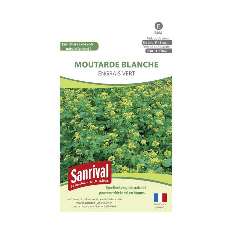 Moutarde blanche Moutarde blanche