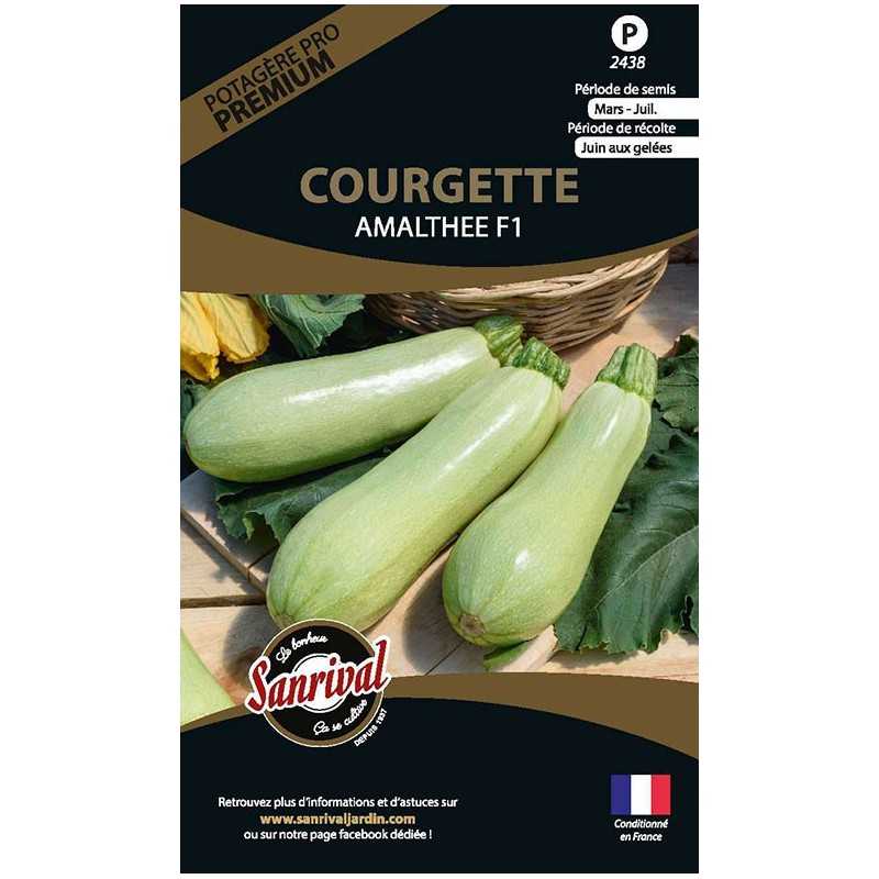 graines de Courgette Amalthée F1