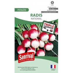 Radis National rond rose &agrave; bout blanc