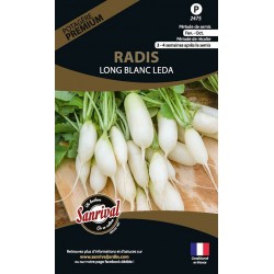 Radis Long Blanc Leda