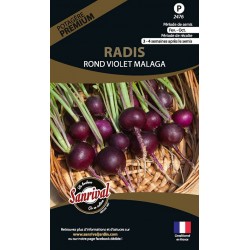 Radis Rond Violet Malaga