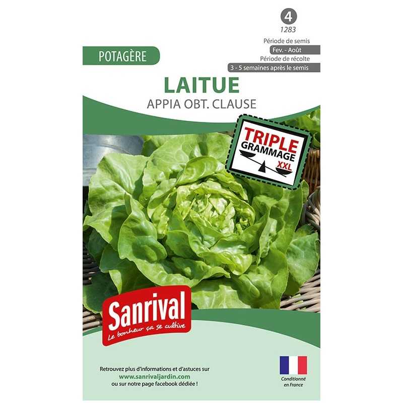 graines de Laitue de printemps été automne Appia obt Clause graines de Laitue de printemps été automne Appia obt Clause