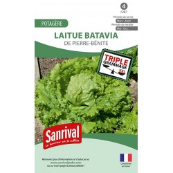 graines de Laitue batavia De Pierre-B&eacute;nite