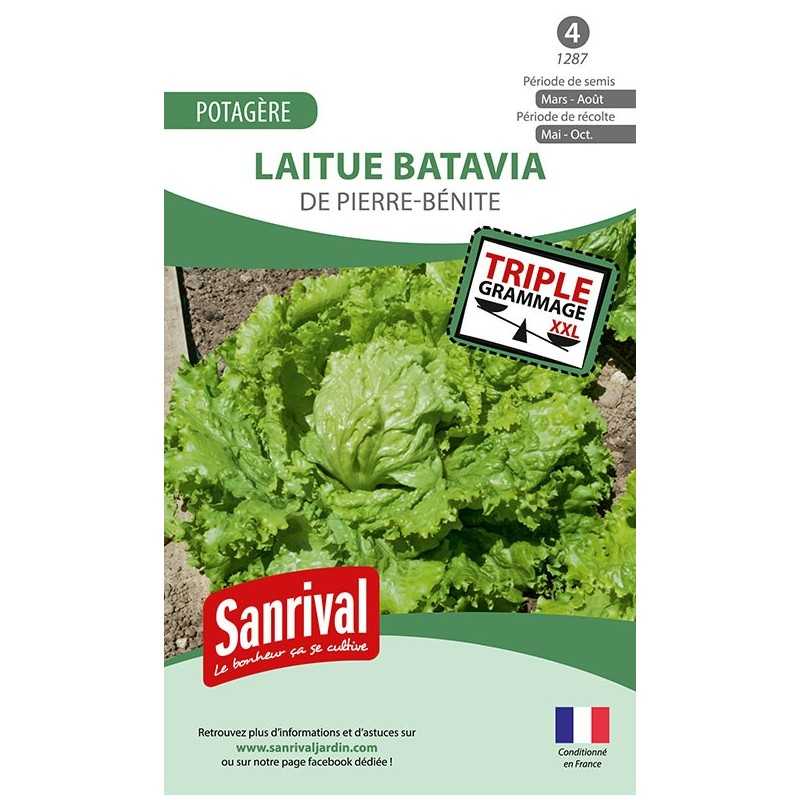 graines de Laitue batavia De Pierre-Bénite graines de Laitue batavia De Pierre-Bénite