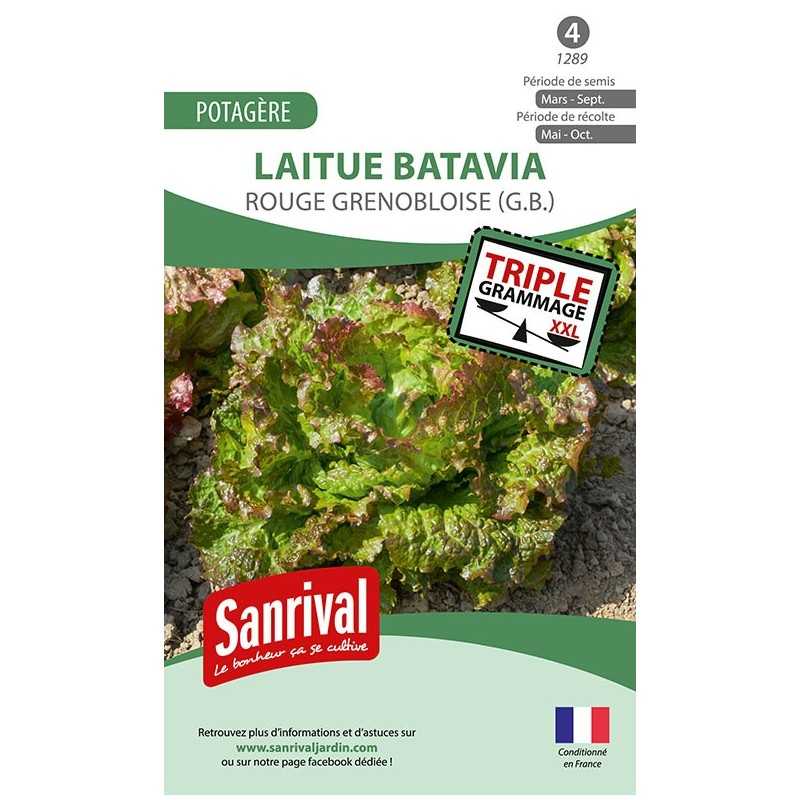 graines de Laitue Batavia Rouge grenobloise (GB) graines de Laitue Batavia Rouge grenobloise (GB)