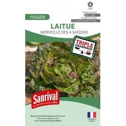 graines de Laitue Merveille des 4 saisons