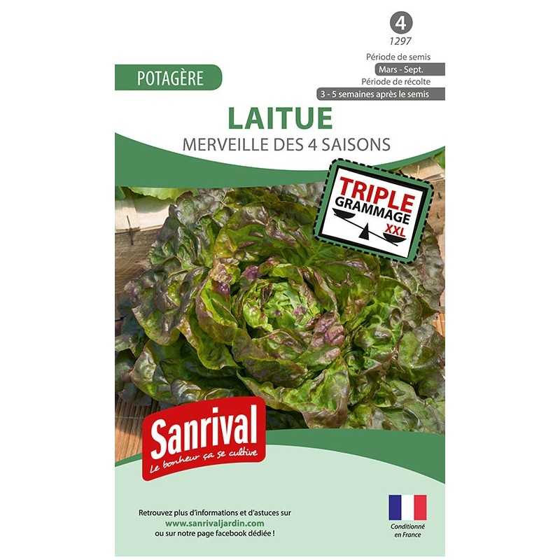 graines de Laitue Merveille des 4 saisons graines de Laitue Merveille des 4 saisons