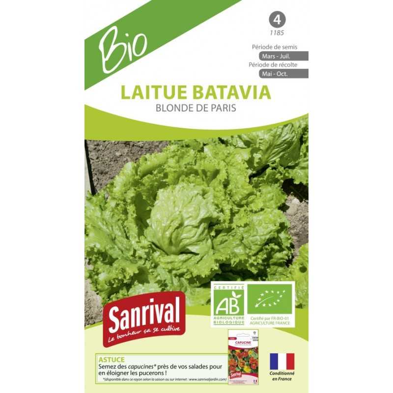 graines de Laitue Batavia Blonde de Paris