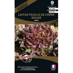 graines de Laitue Feuille de Ch&ecirc;ne Rouge Saxo