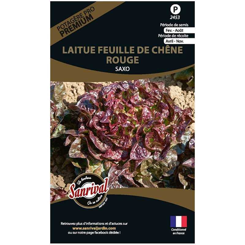 graines de Laitue Feuille de Chêne Rouge Saxo