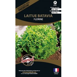 graines de Laitue Batavia Florine