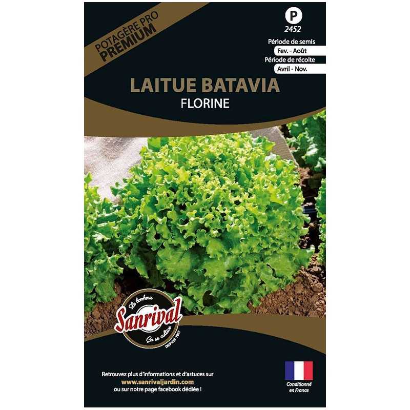 graines de Laitue Batavia Florine graines de Laitue Batavia Florine