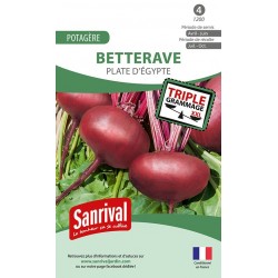 graines de Betterave potag&egrave;re Plate d'Egypte