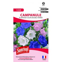 Campanule à grosse fleur...