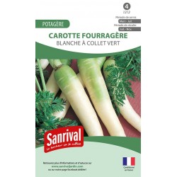 Carotte blanche à collet...
