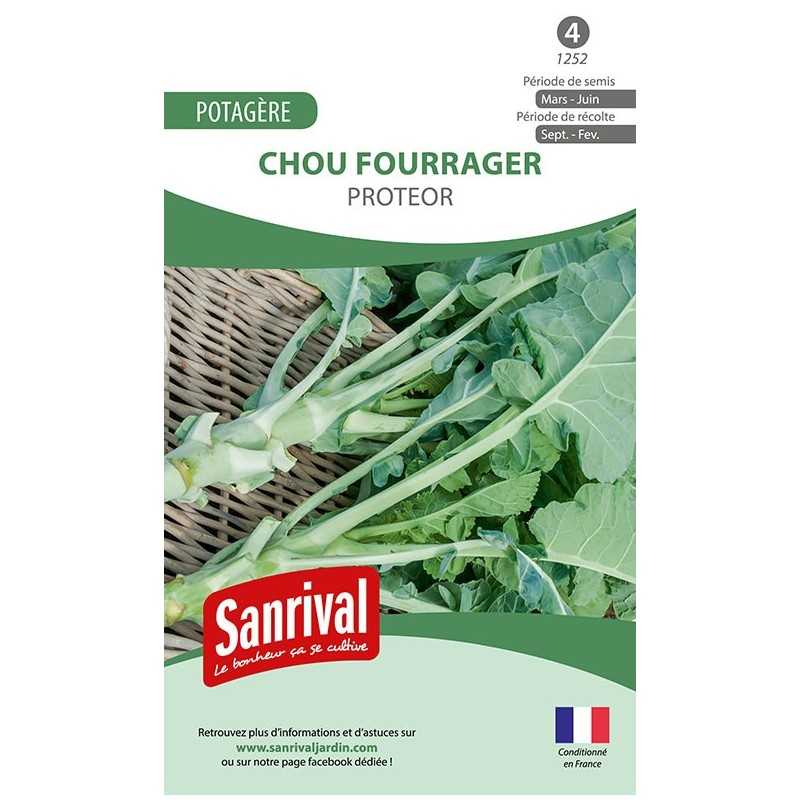 graines de Chou fourrager proteor graines de Chou fourrager proteor