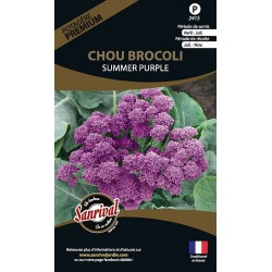 graines de Chou Brocoli Summer Purple