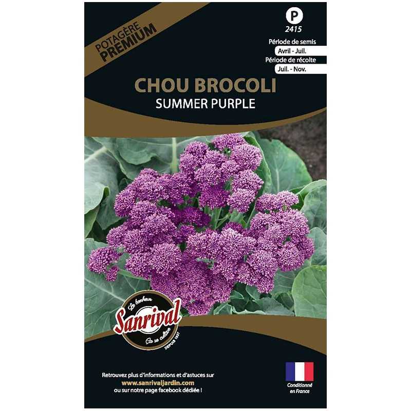 graines de Chou Brocoli Summer Purple graines de Chou Brocoli Summer Purple